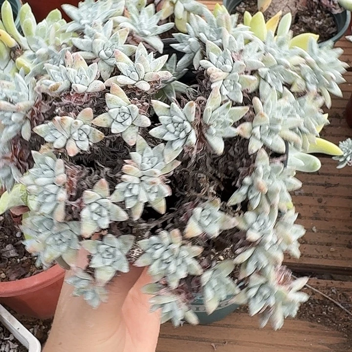 60头白菊一物一拍094