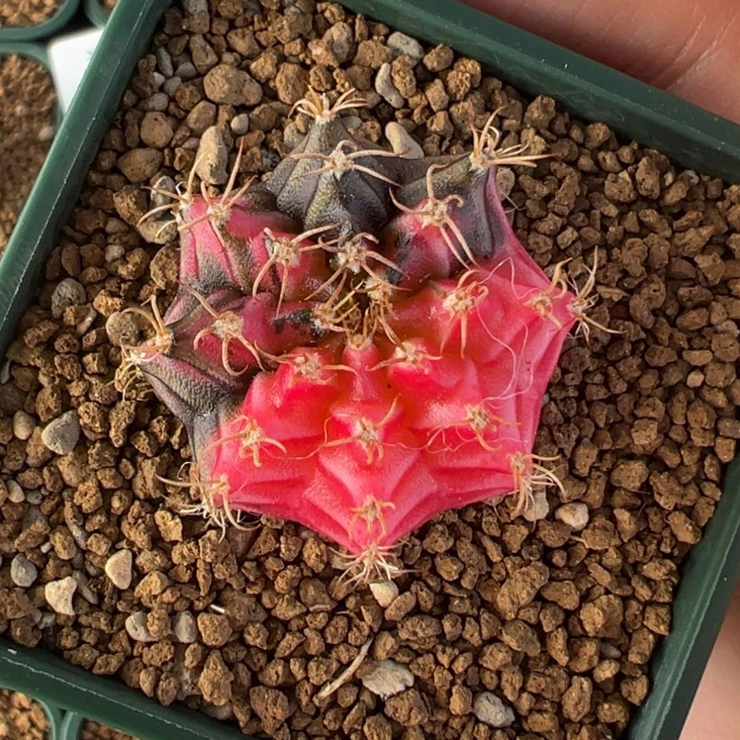 442 好看的米哈冲冲冲