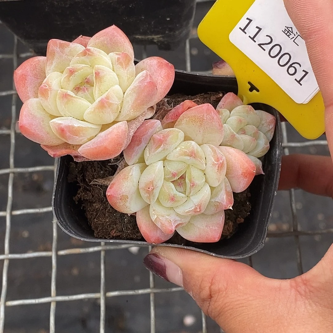 1120061珍妮老桩，多肉