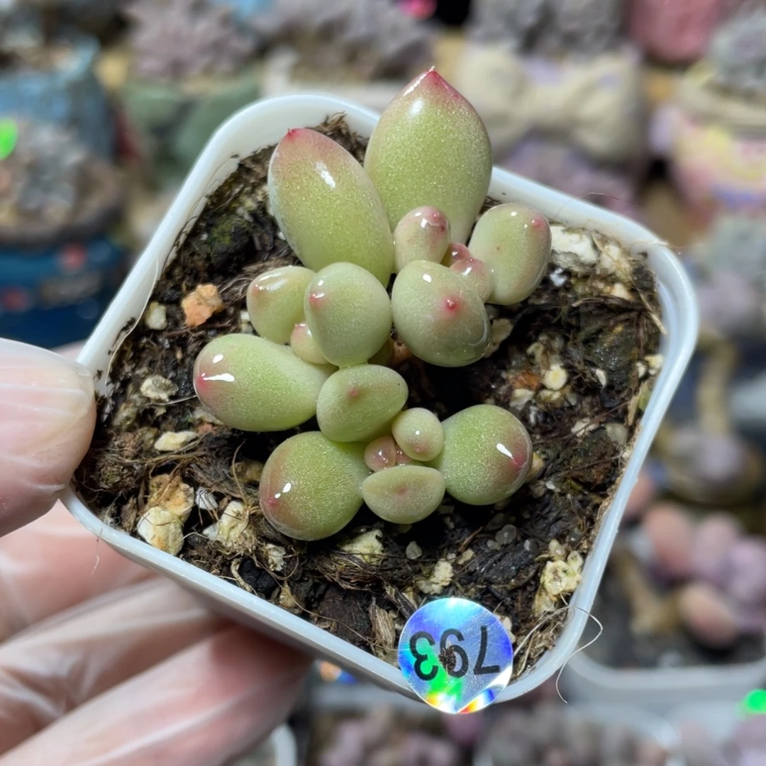 萤火虫奶酪多肉植物