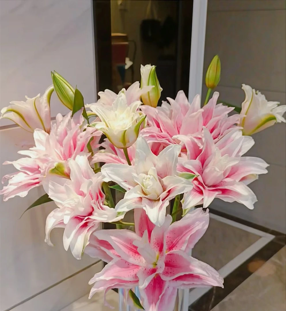 【万紫鲜花】伊莎贝拉重瓣百合7-8个头