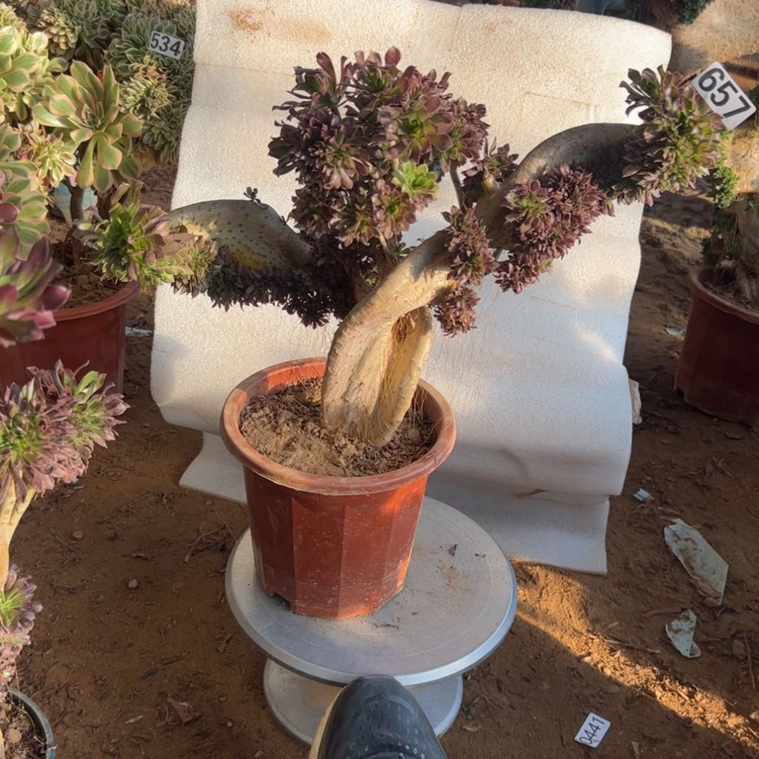 有伤翅膀657冠服46厘米