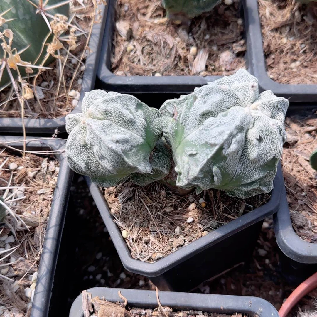无花朵双头特价核桃白色