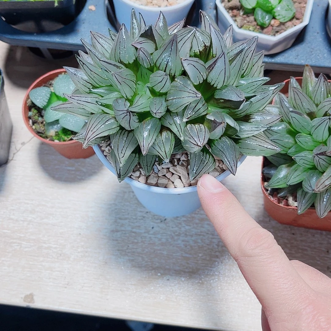 母本群生西瓜寿精品十二卷