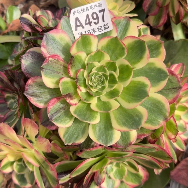 多肉法师伯爵朵朵