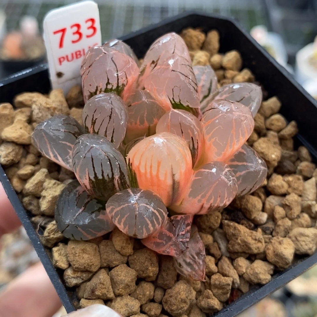 733红太阳玉露锦一物一图
