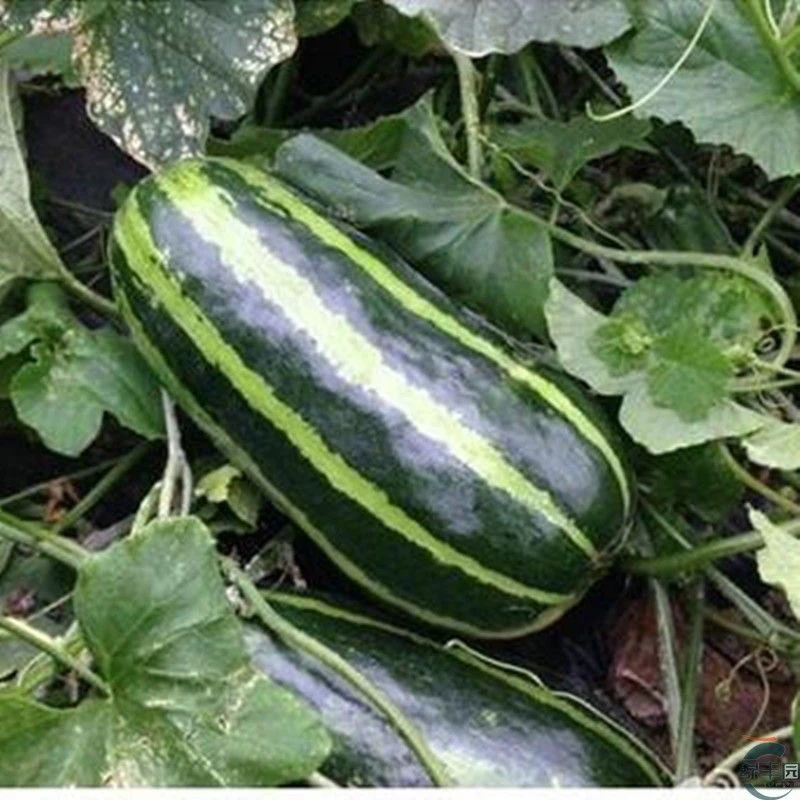 花皮脆瓜花瓜秧苗口感脆甜高产早熟阳台庭院带土发货一窝疯秧苗