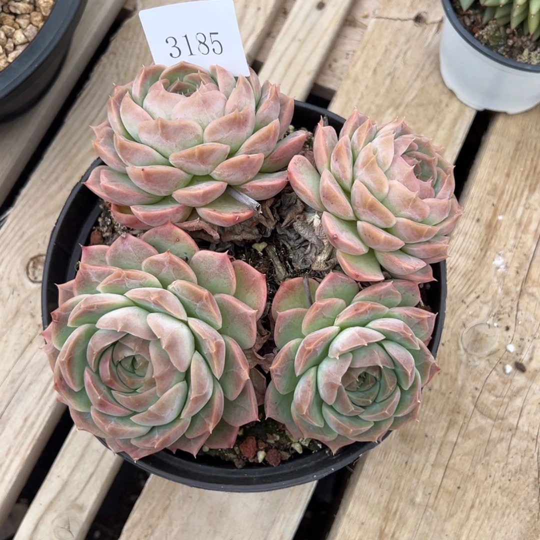 Z****霞3185多肉多多多多