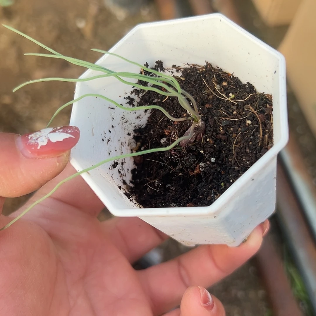 多肉植物方便面多肉