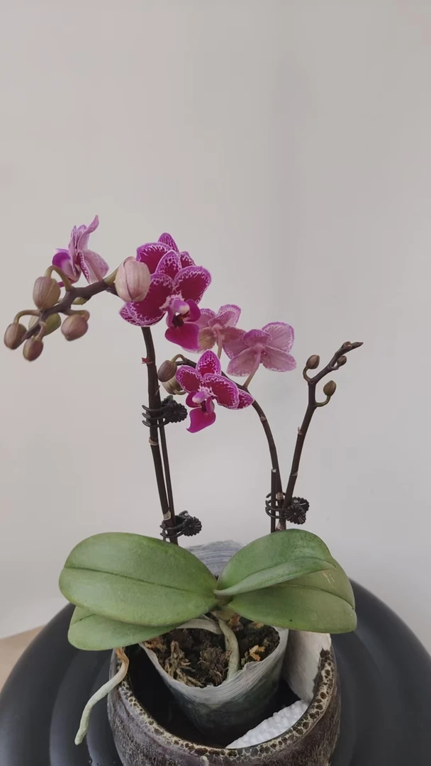 【老板卖花记】蔓越莓3.0寸带花带花苞叶片瑕疵 福利款无售后