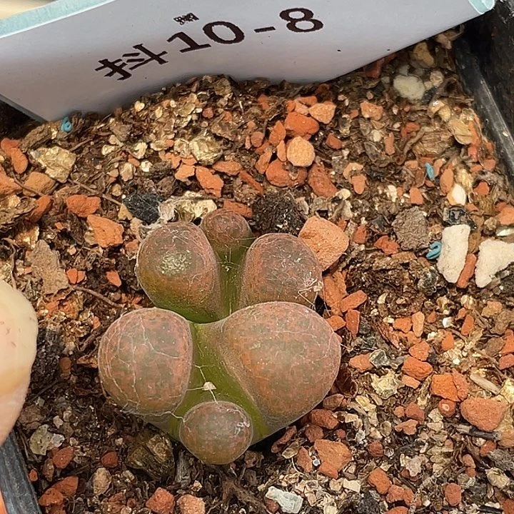 10-8风铃多肉植物