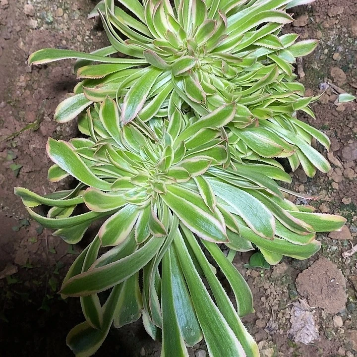 多肉植物保护研究所