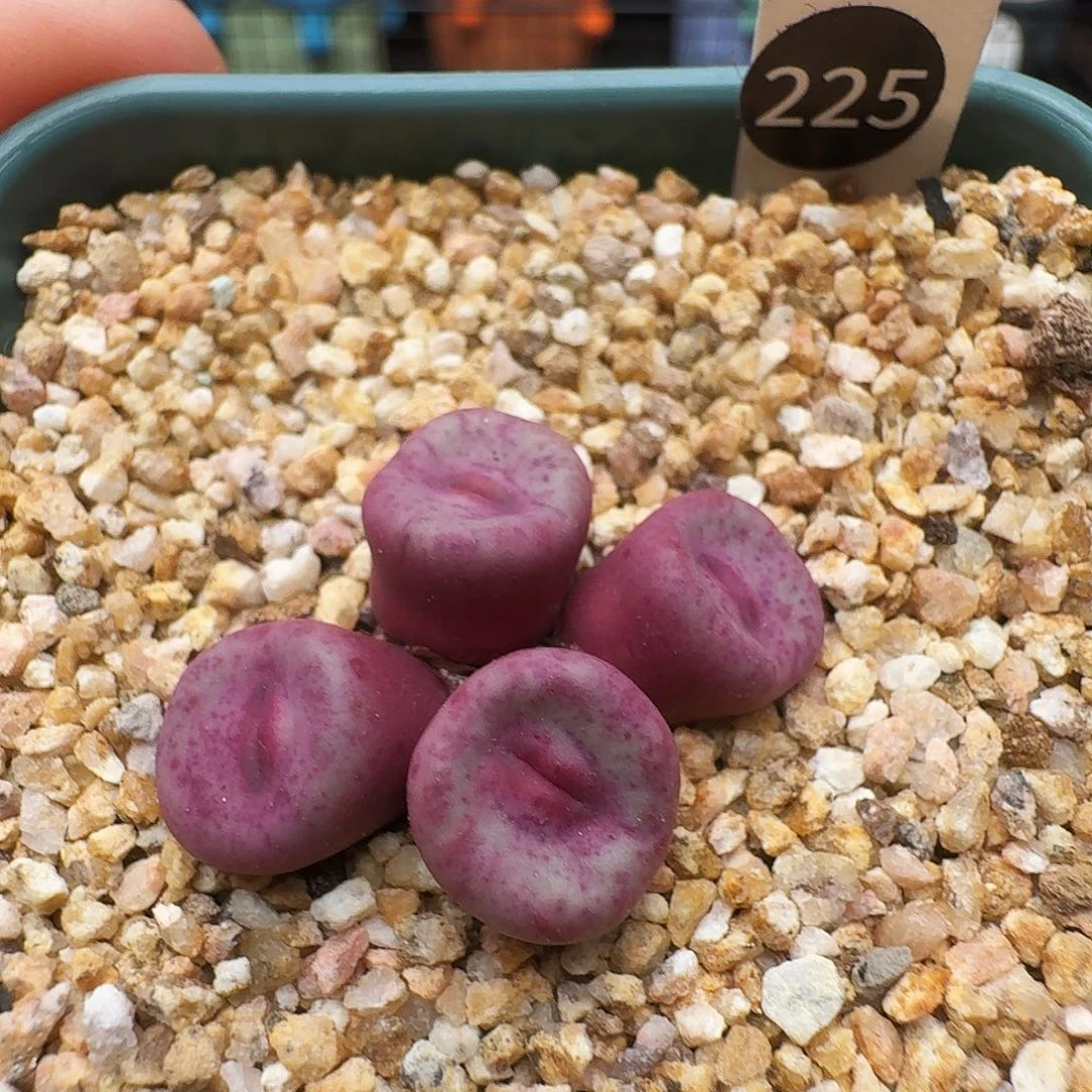 多肉植物福利风铃225