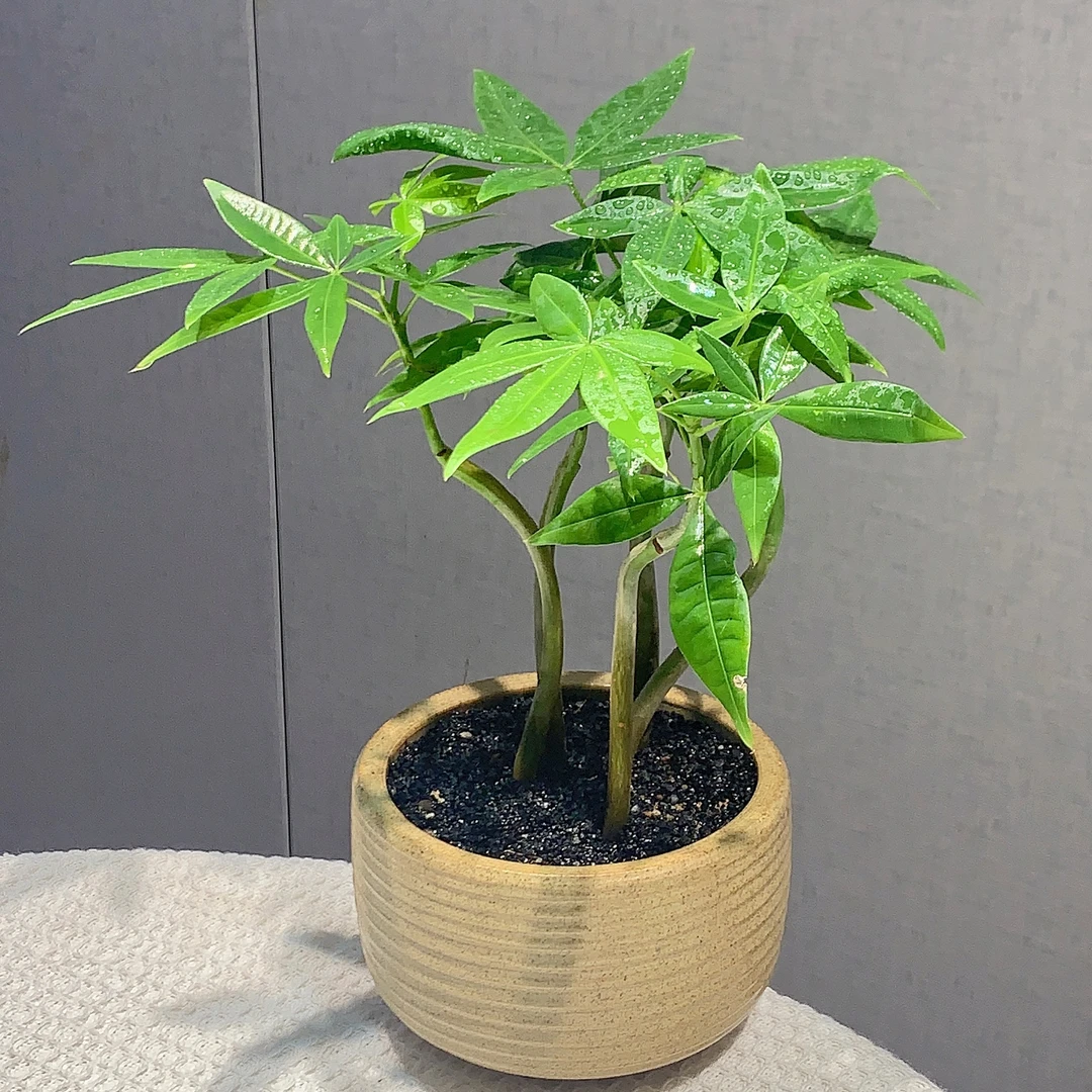 造型发财树桌面绿植发财树盆景办公室好养植物吸甲醛四季常青
