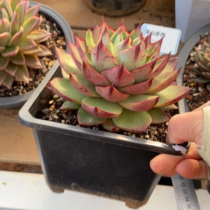 斯特拉226直播福利