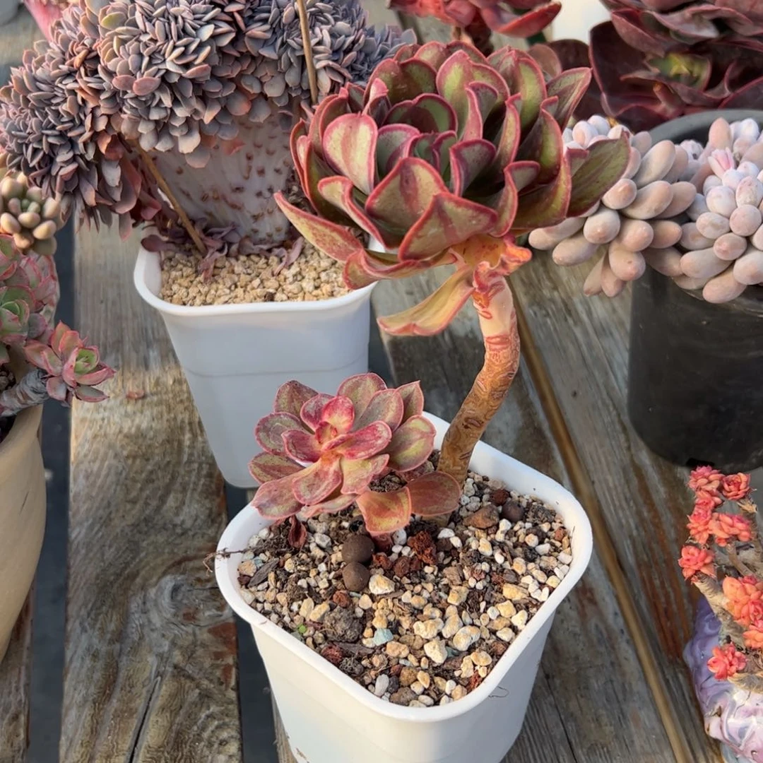 肥牛卷28 零零多肉植物