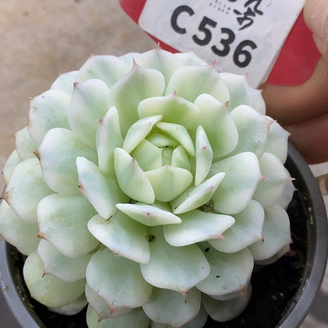 536静夜哈哈哈哈哈哈