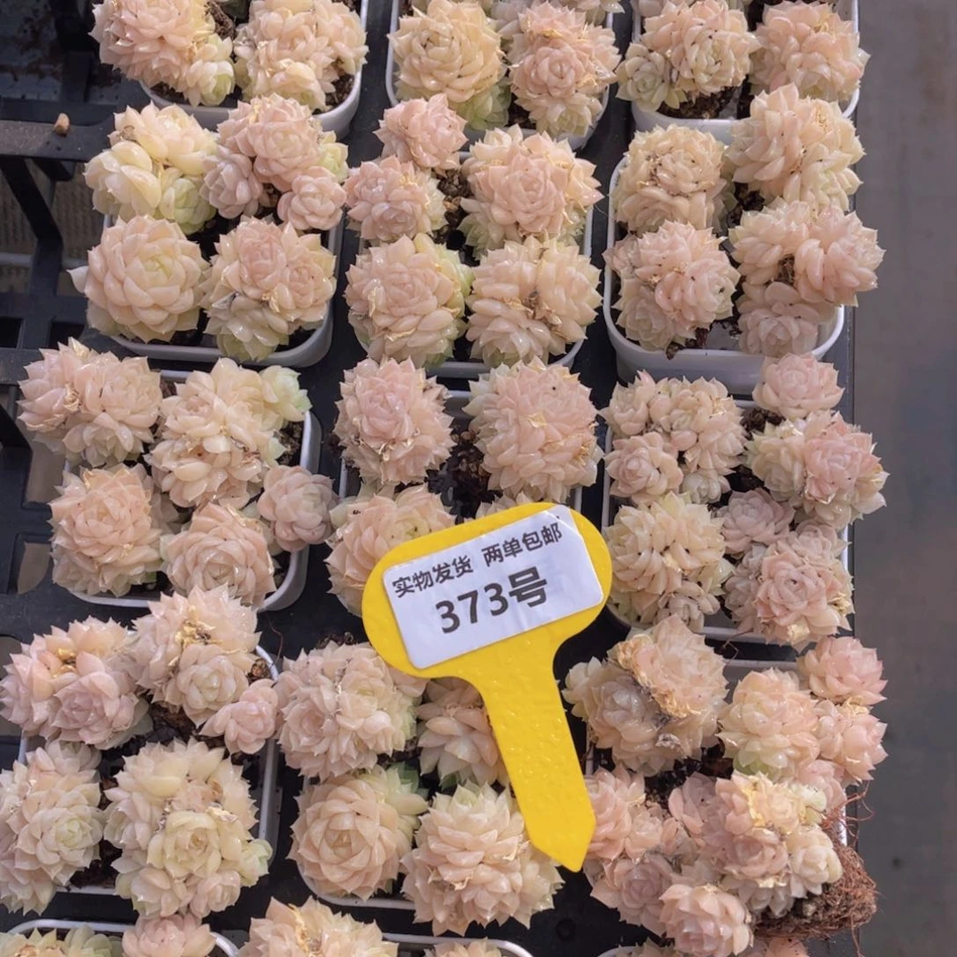 373号奶油果冻麦秆群组合四个