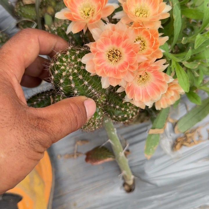 矮胖白檀487侧芽一个