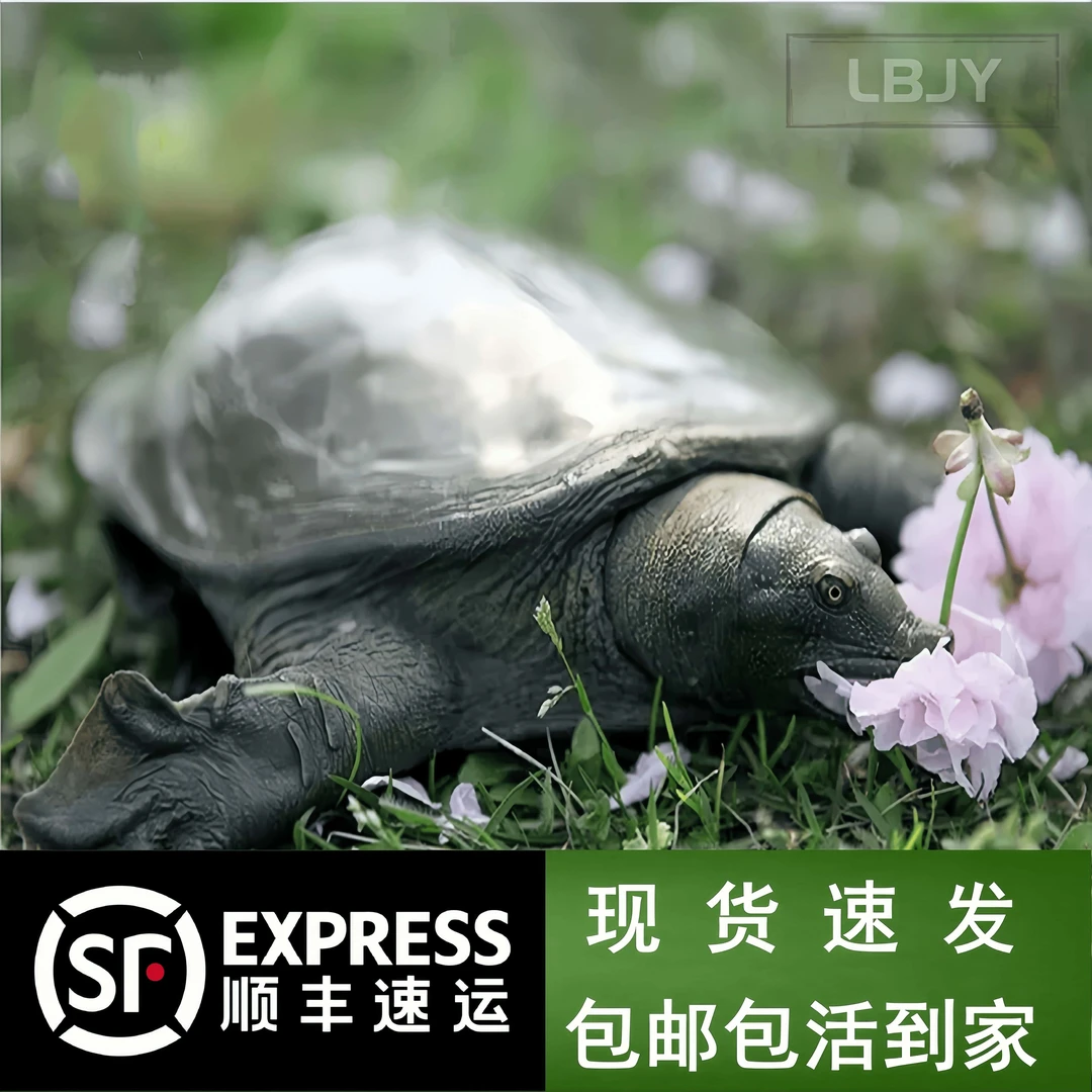 浙江湖州生态养殖母乌鳖野外放养鲜活大甲鱼