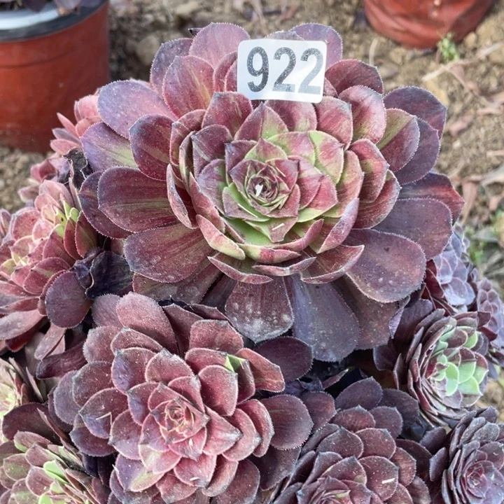 无花朵922多肉植物花月夜