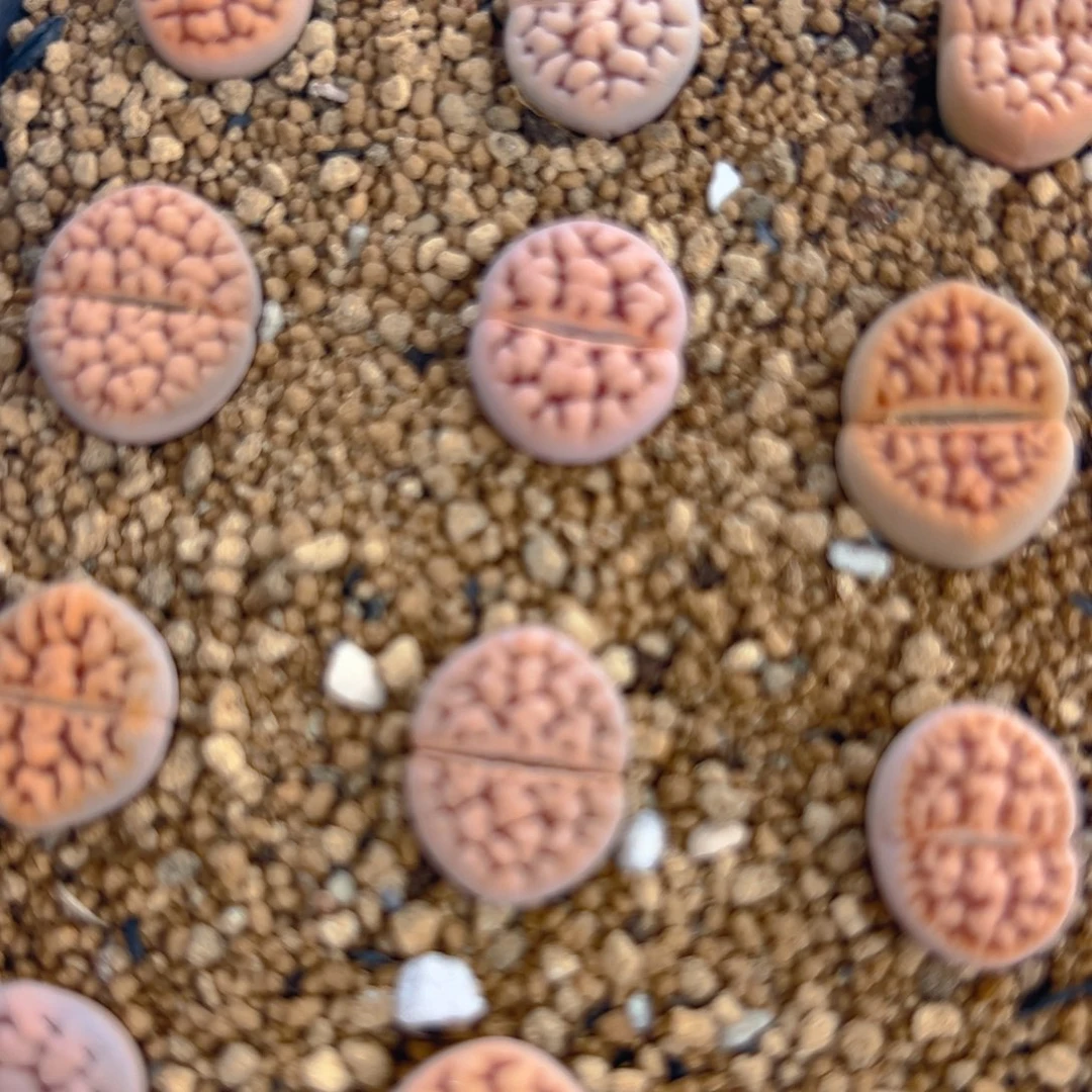 深***觉75多肉植物百科知识