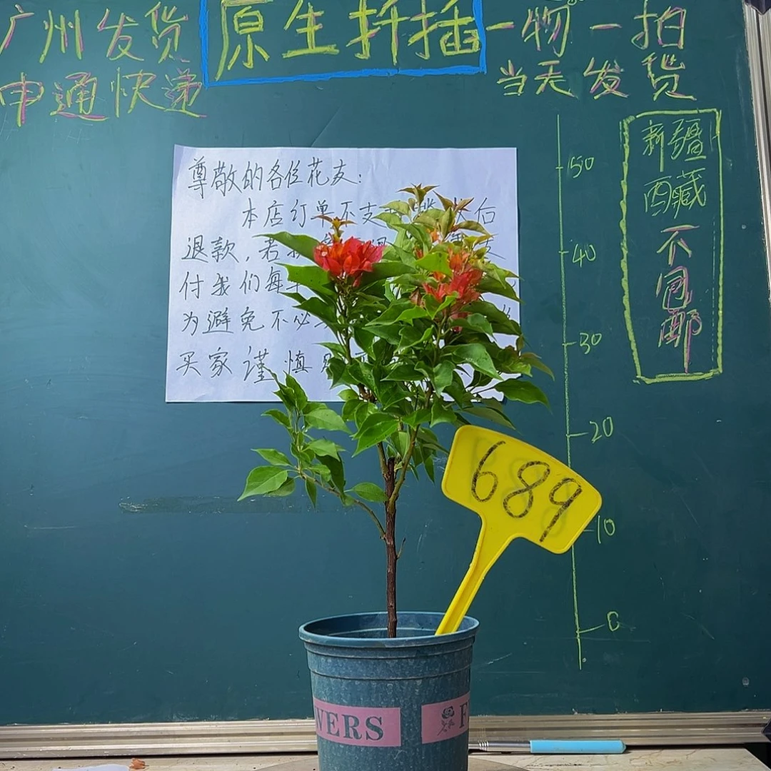 当前无花栽培后可以开花  红狐狸  689