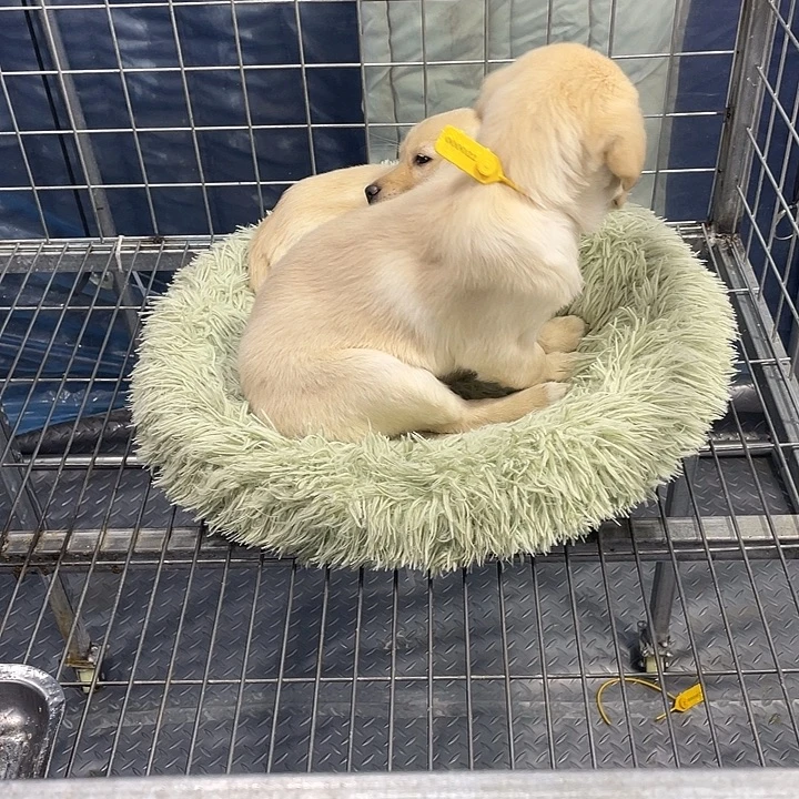 拉金，包邮到家。母的