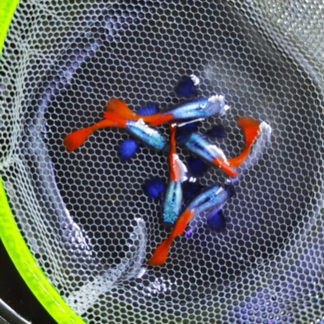 精品越系白金象耳孔雀鱼小型热带鱼淡水鱼