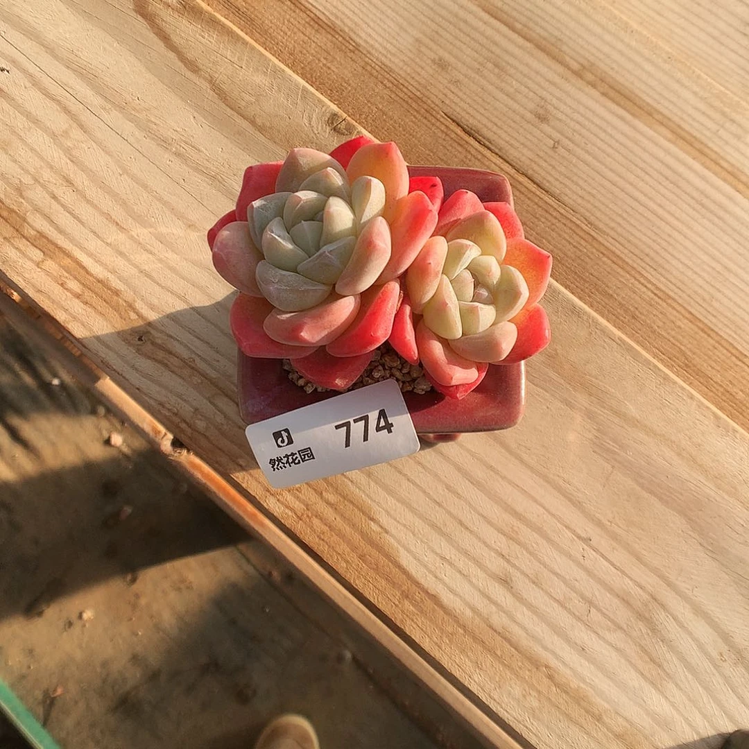 L*丶774冰玉66666多肉