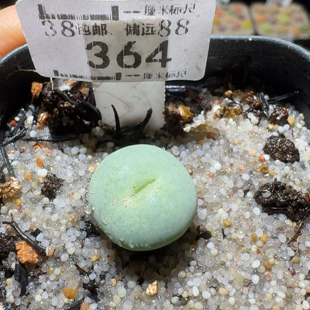 S精品系列便宜了364