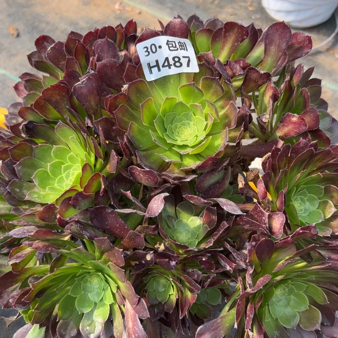 487冰铜多肉法师