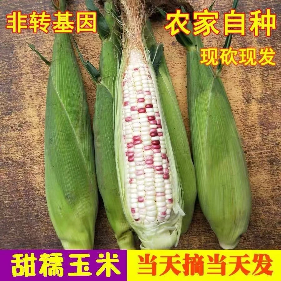 平谷本地花甜糯玉米花糯玉米鲜玉米现掰现发农家种植甜糯玉米花糯玉米北京市北京市