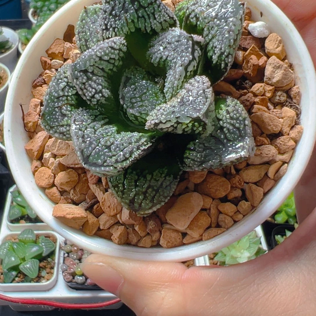 万象盆魔多寿多肉多肉