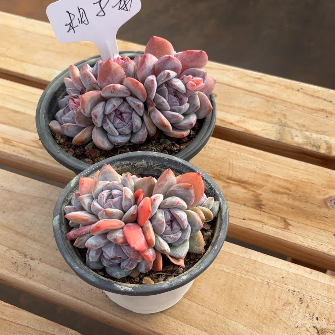 柚***。柚子茶的石榴子红