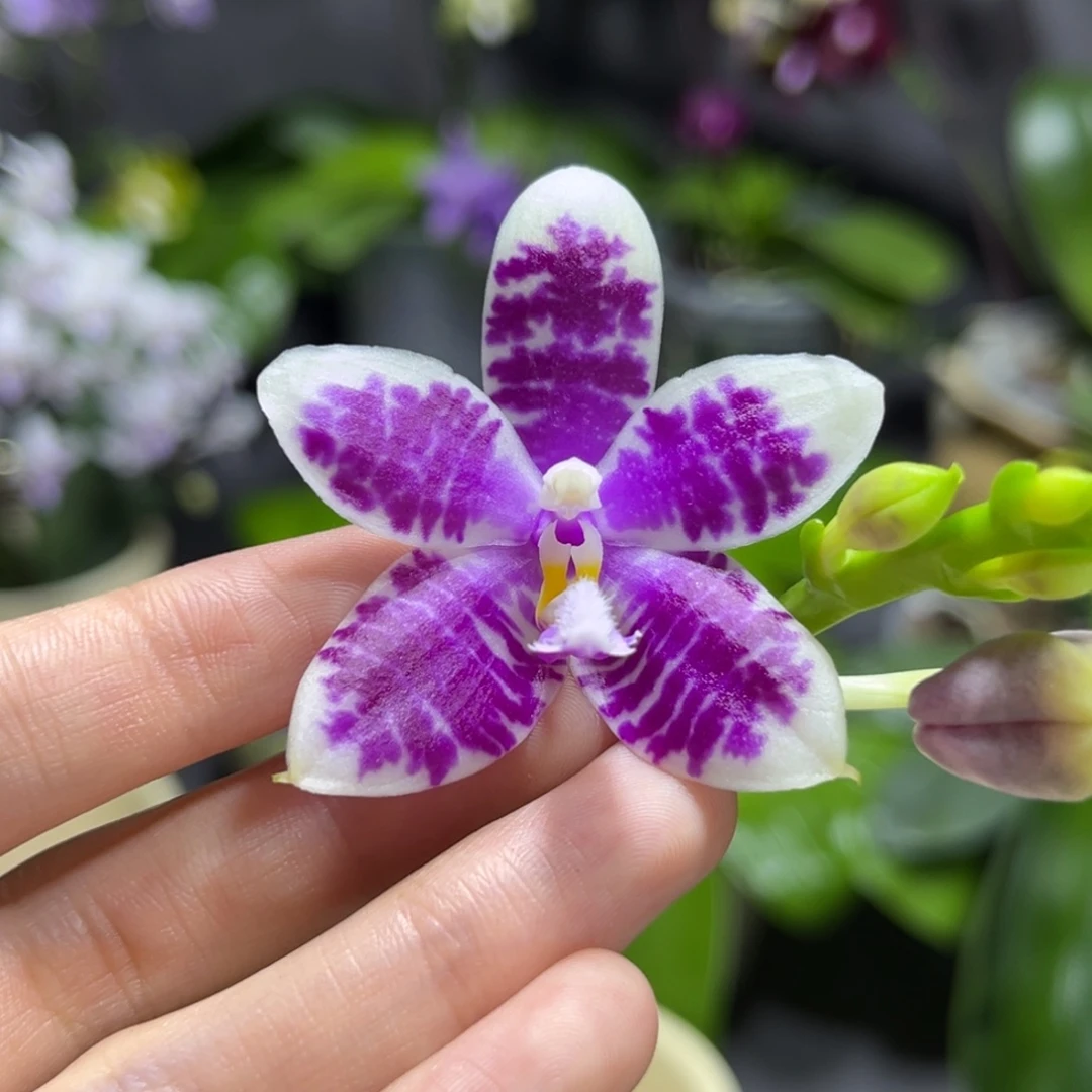 完全开放2.5寸天使交路德交盾开花株