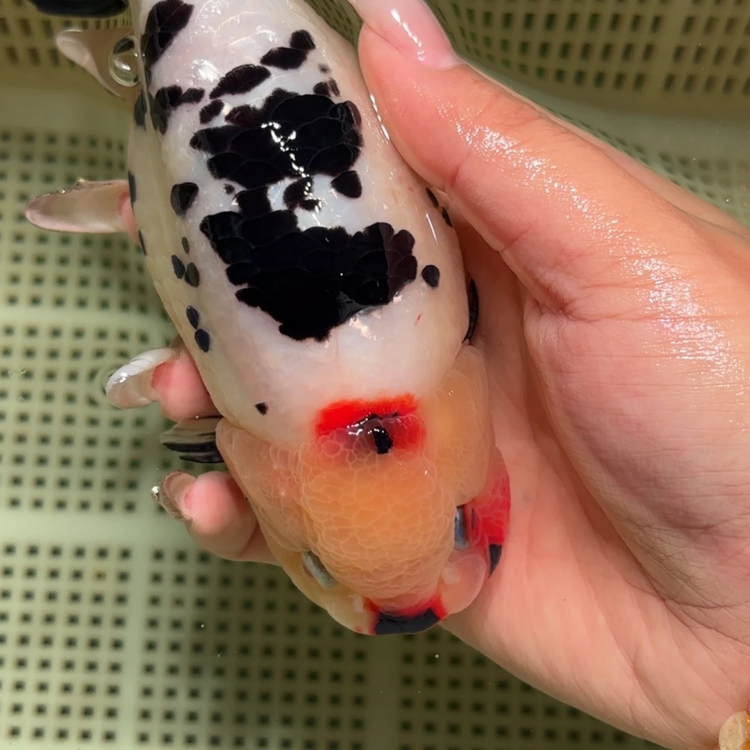 ****陈金鱼拍包装包邮，不拍包装运费到付