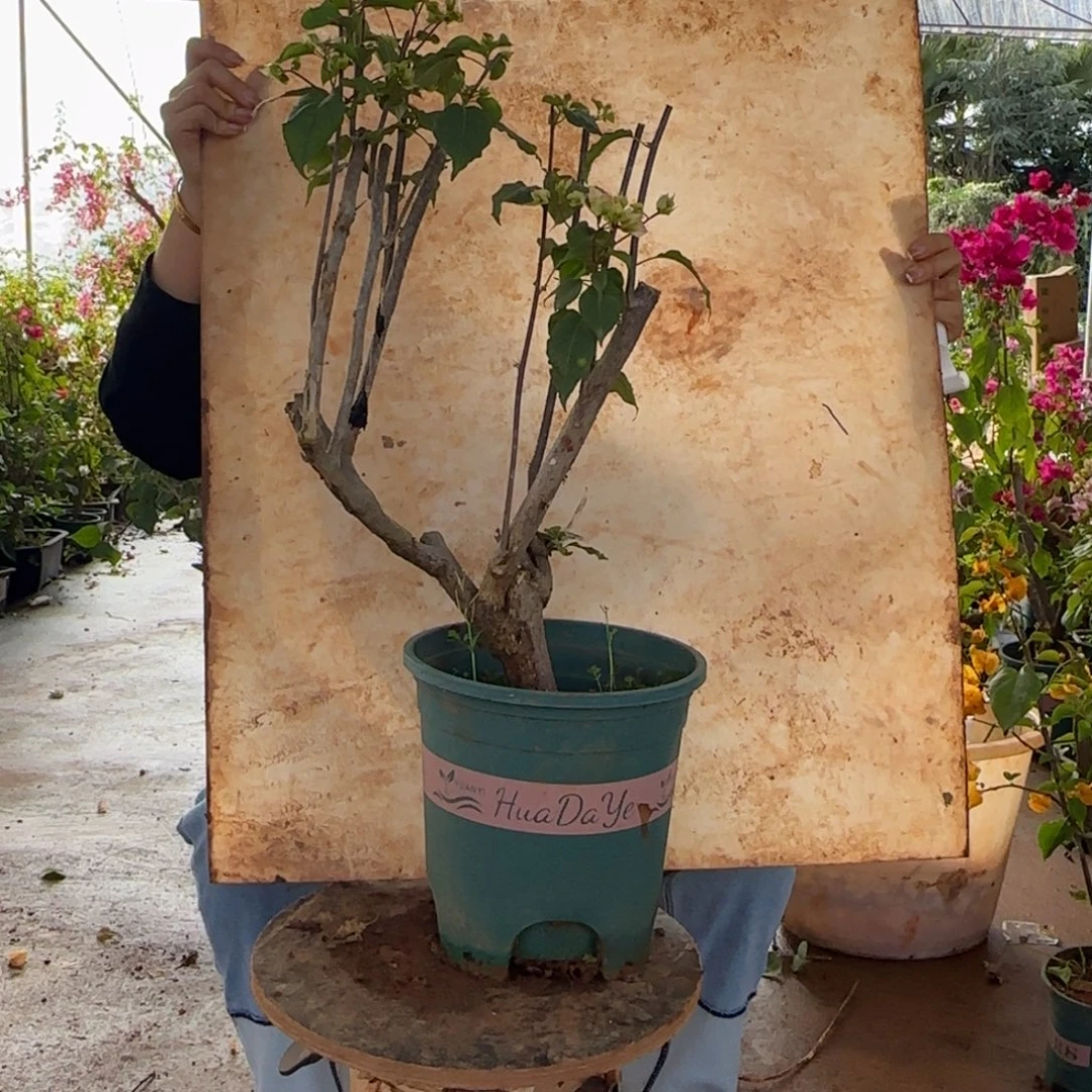大部分花苞少量开放怡景 90 脱
