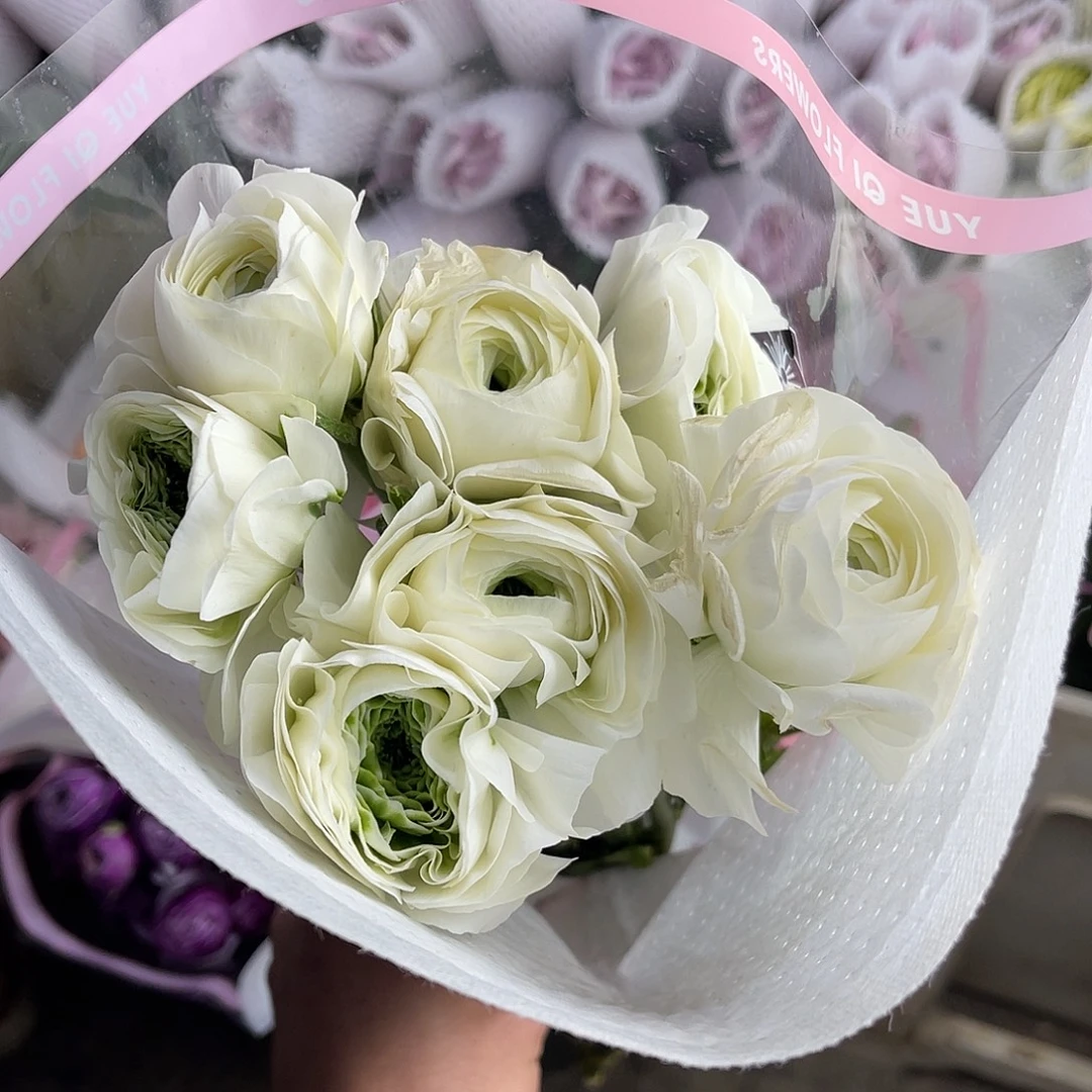 完全开放洋牡丹（青柠）一扎