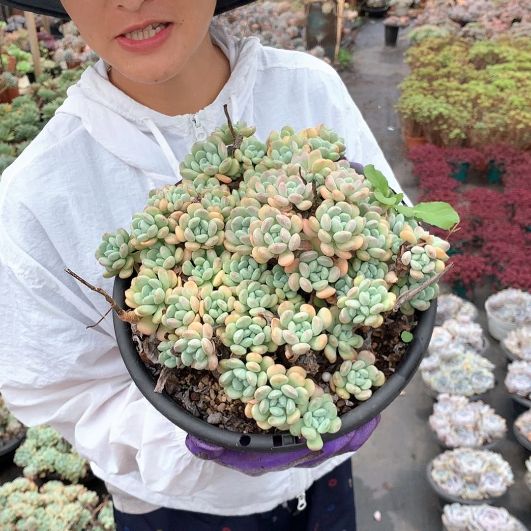 鹅卵石15.8 多肉植物量拍