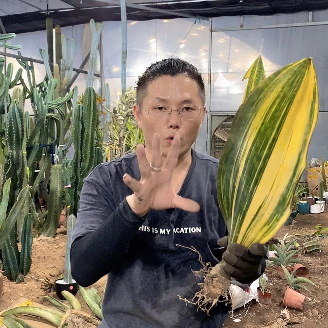 1号虎皮兰锦。