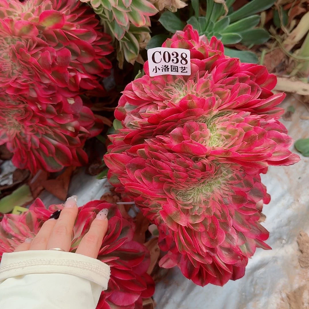 38 缀化无根不包侧枝