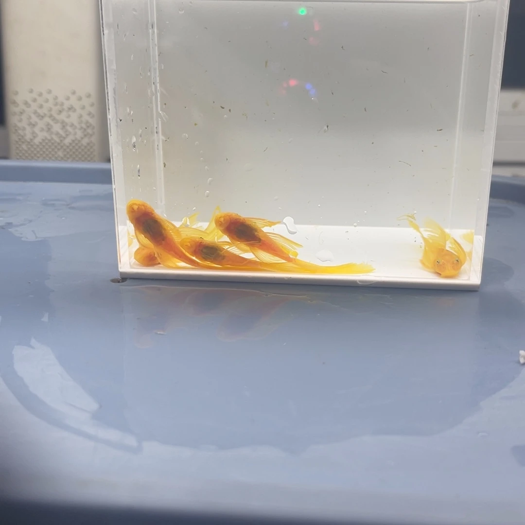 孔雀鱼中号帆5条开箱视频报损