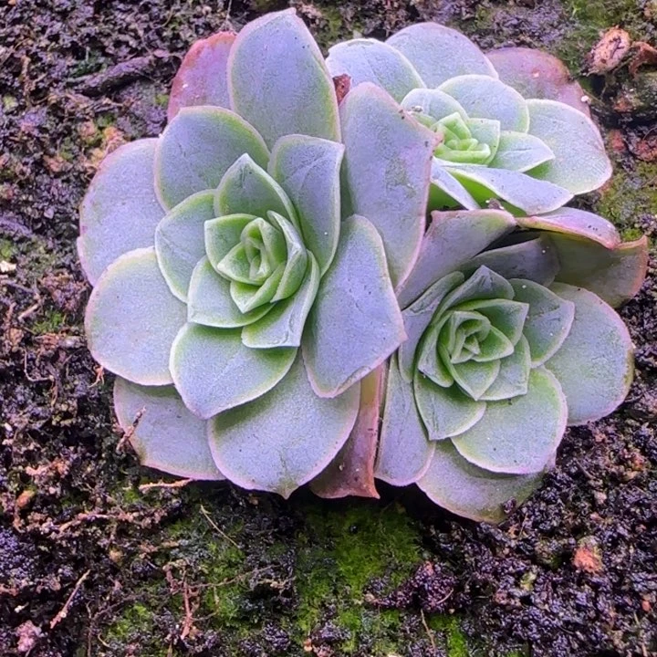 小****妮南极洛三头4厘米124242434343