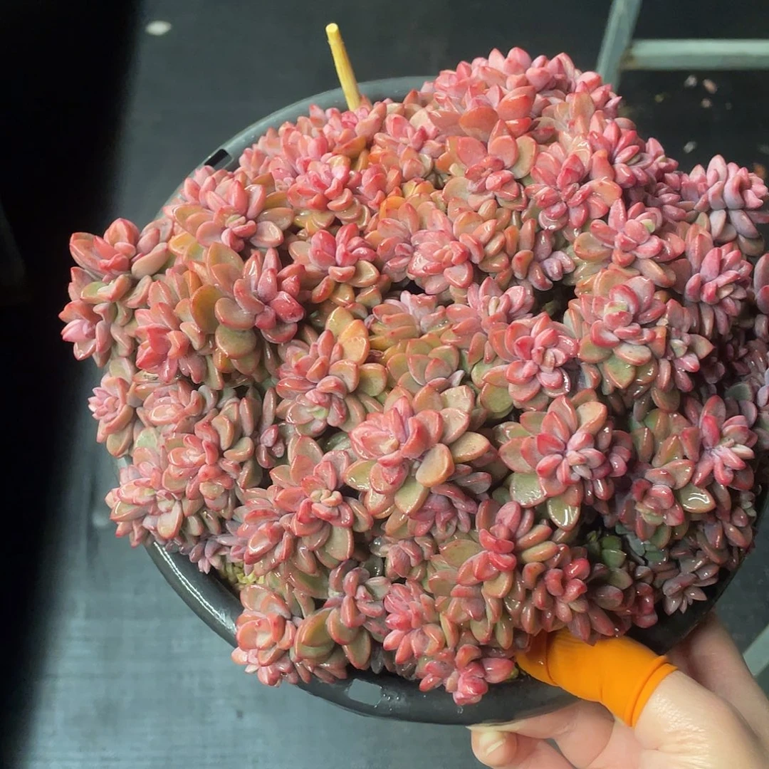 紫心满28包邮非偏远