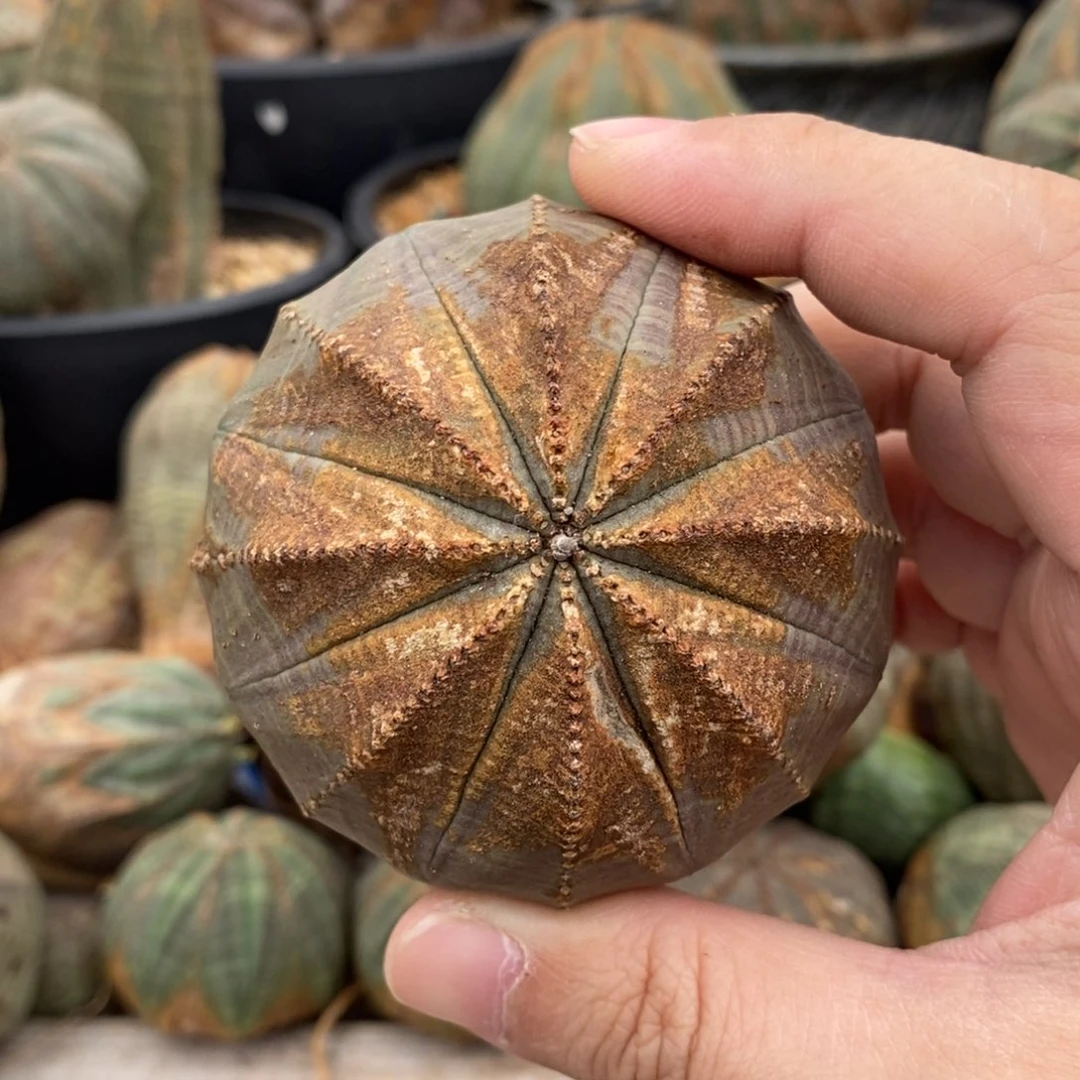 欧系布纹球一物一拍