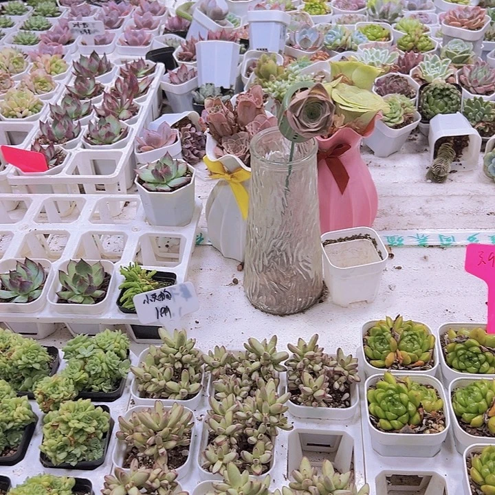 拍此链接托土发货19包邮