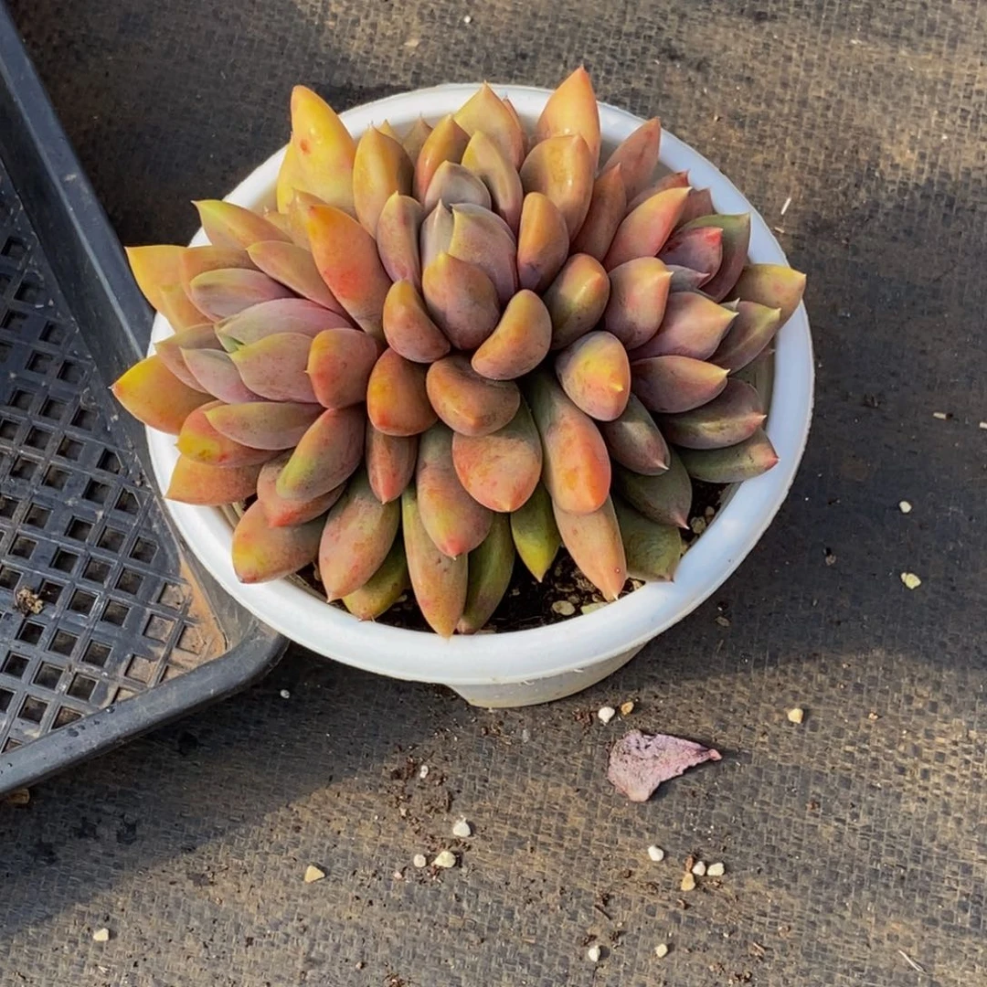 48包邮一物一拍多肉植物