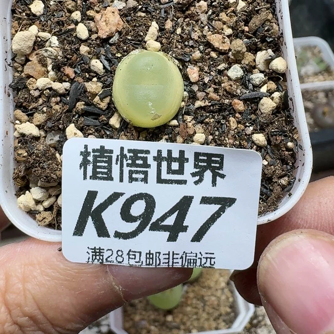 多肉植物的人的润泽g