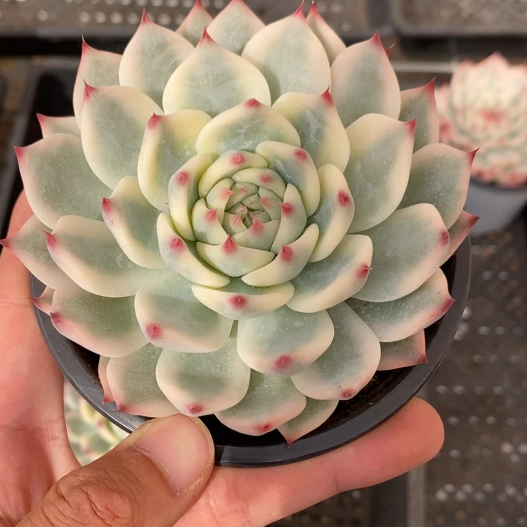 吉娃娃锦多肉植物A287